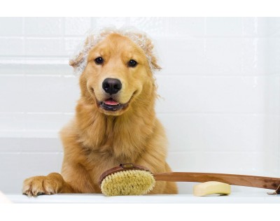 Jak kąpać i pielęgnować swojego psa